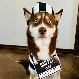 Dog prisoner costume